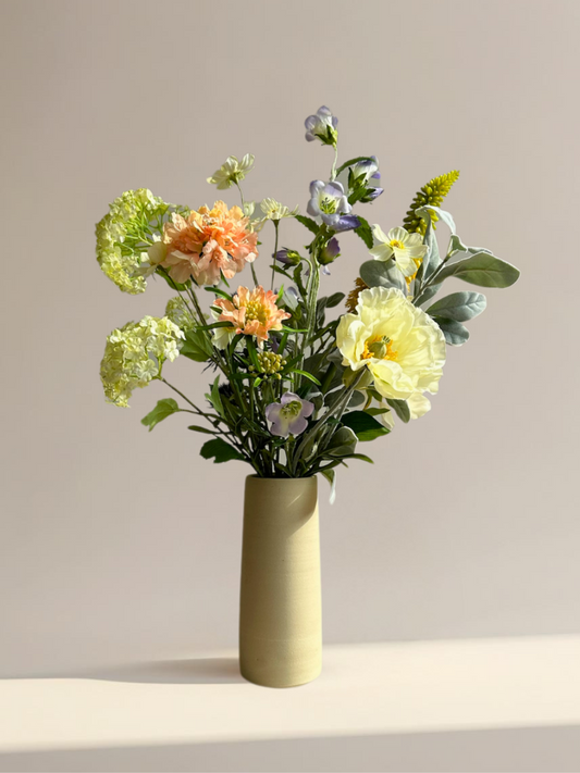 Scabiosa Sunset