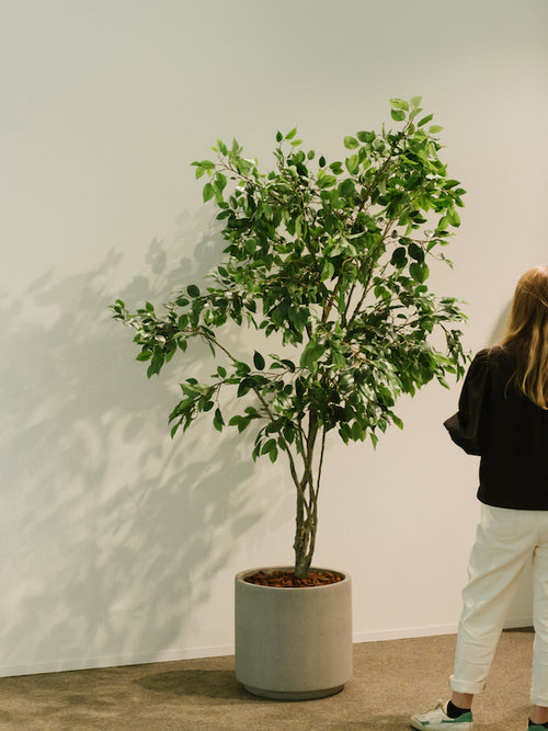 Extra grote kunstficus in een pot