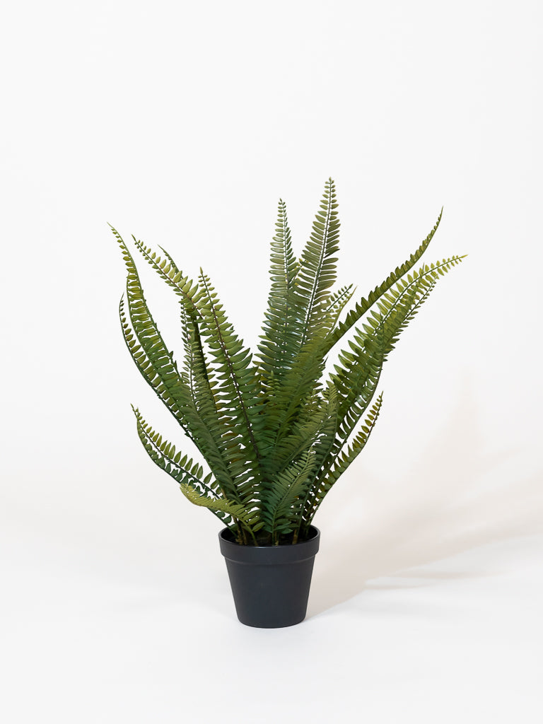 Boston Fern