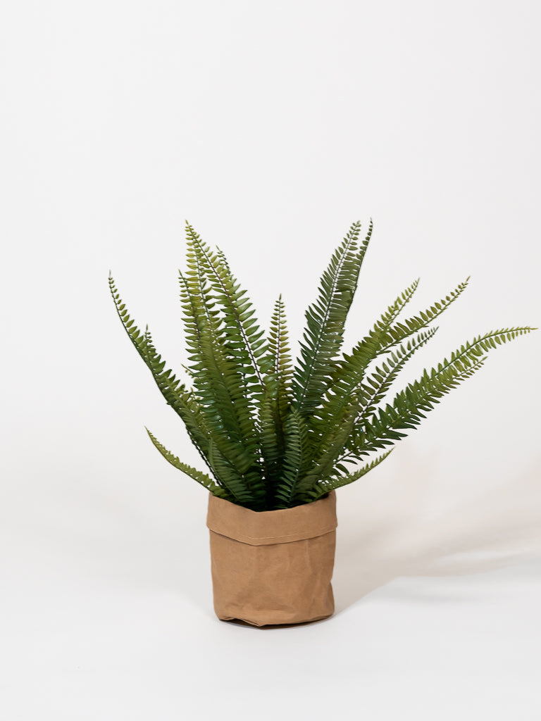 Boston Fern