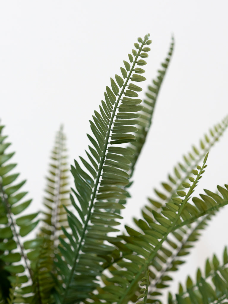 Boston Fern