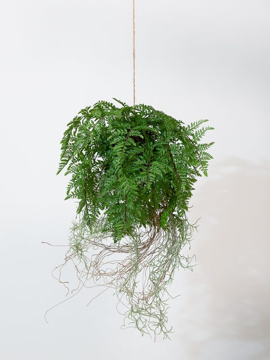 Hanging Fern Roots