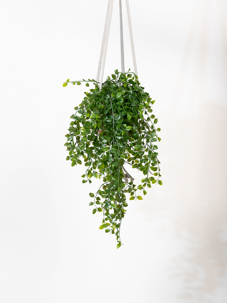 Ficus Pumila - Artificial Plant | Stays