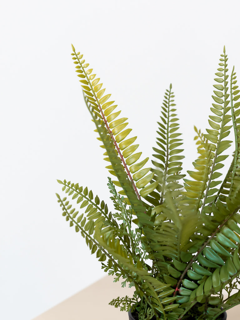 Boston Fern Bush