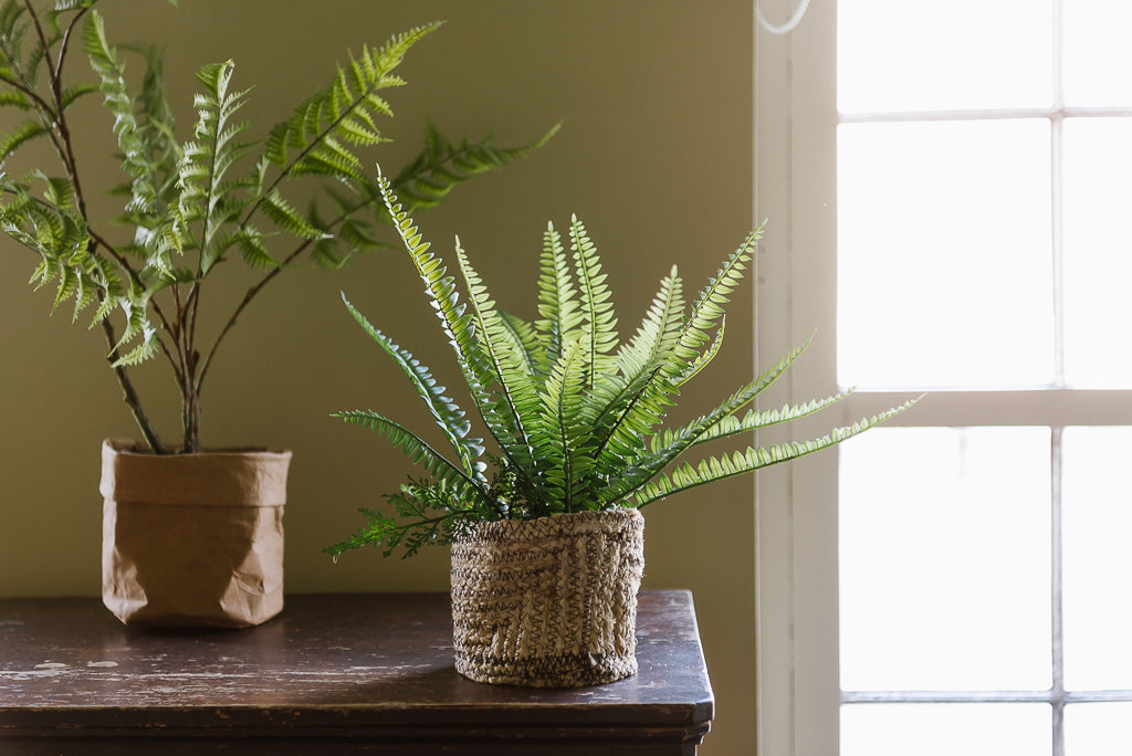 Boston Fern Bush